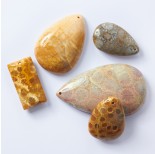 Zdjęcie - Koral skamieniały fossil zawieszka łezka nieregularna